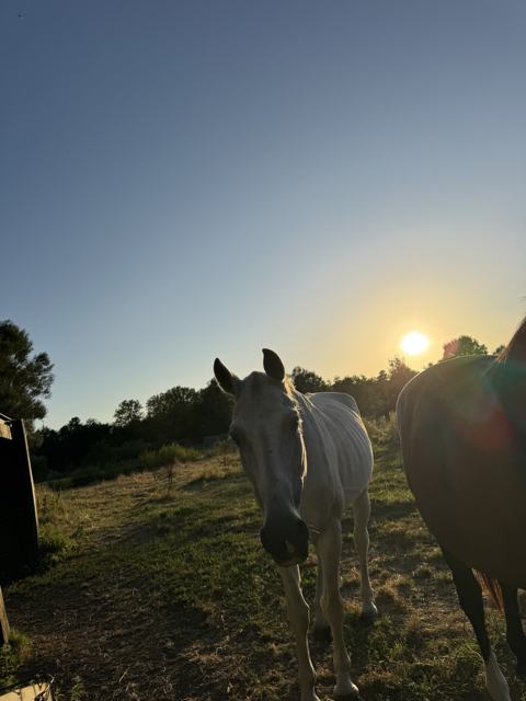 Twee paarden in de wei bij zonsondergang