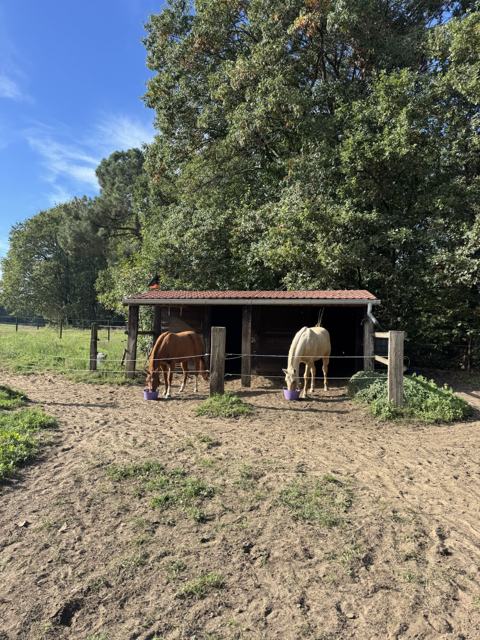 Paarden bij de schuilstal