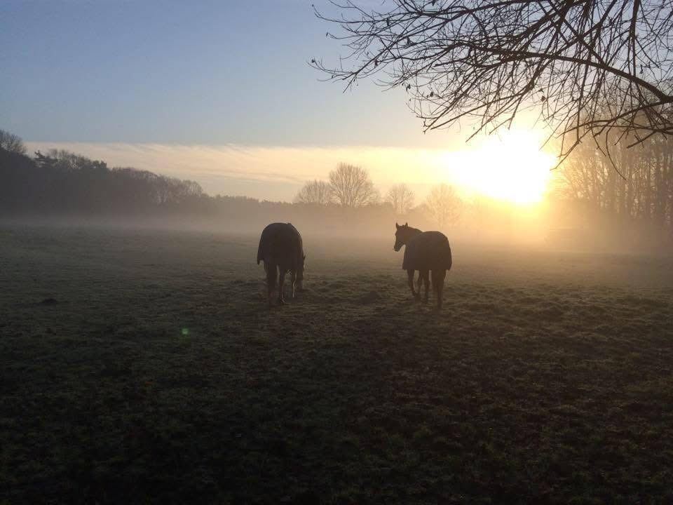 Twee paarden met deken in de mistige wei bij zonsopgang