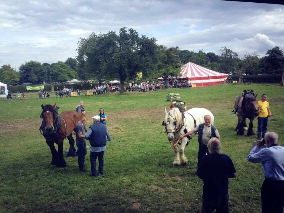 Trekpaarden in vol tuig op een trekwedstrijd