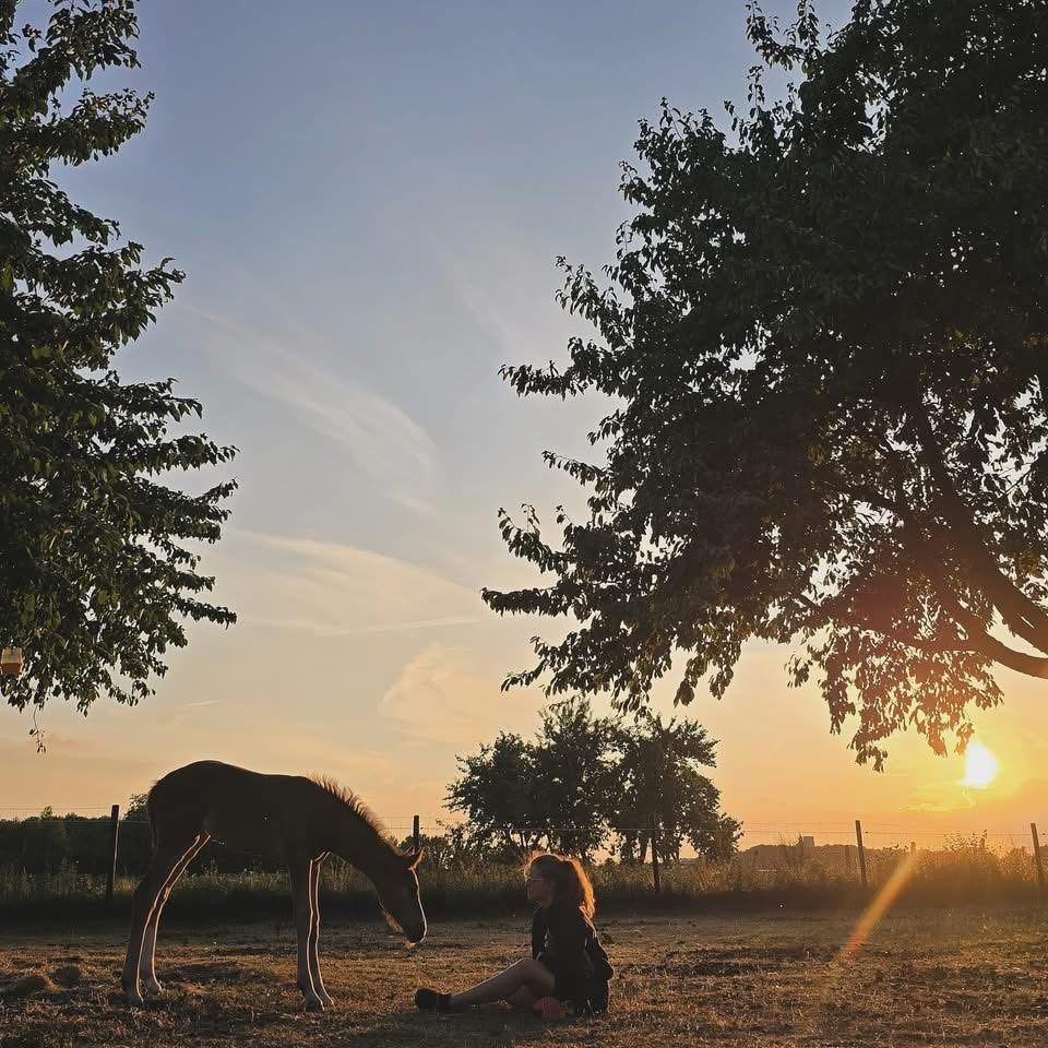 Marieke zit in de wei naast een grazend veulen bij zonsondergang