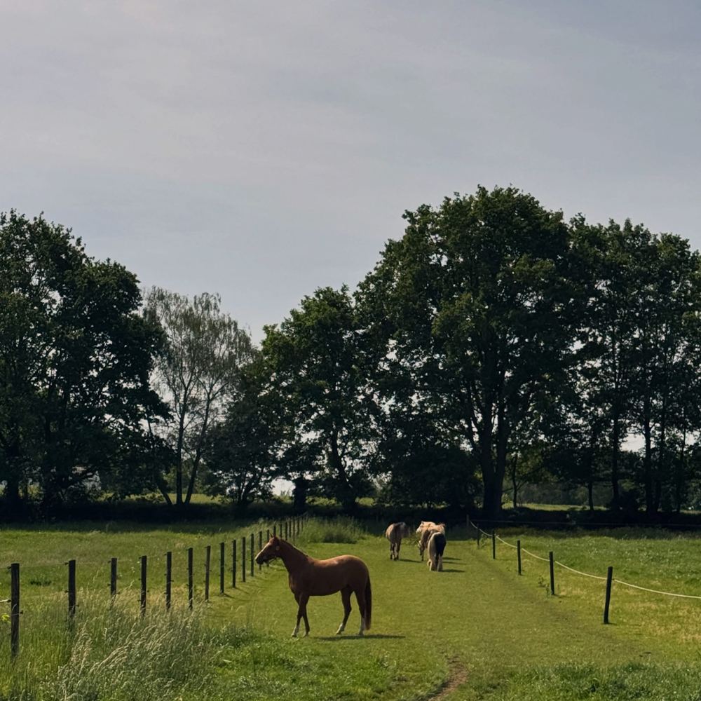 De kudde in de wei tussen de bomen