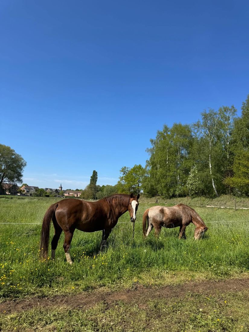 Twee paarden in een lentewei vol boterbloemen