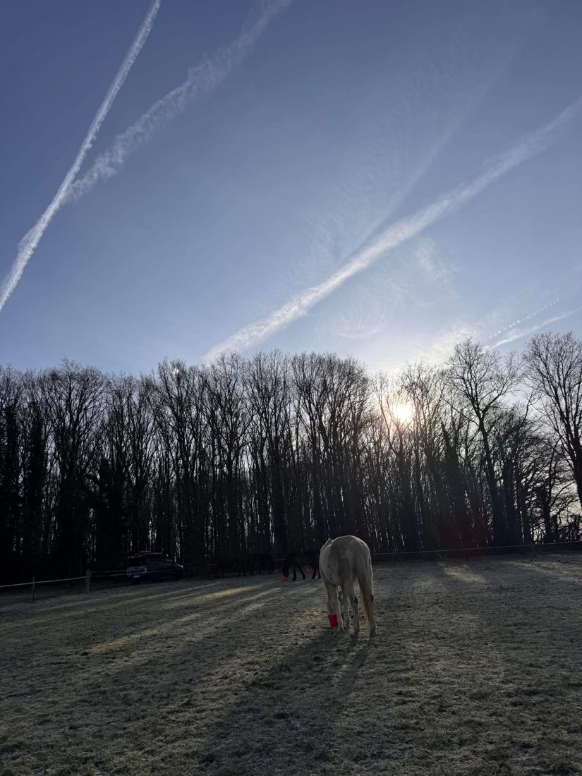 Een schimmel graast in de berijpte wei bij zonsopgang